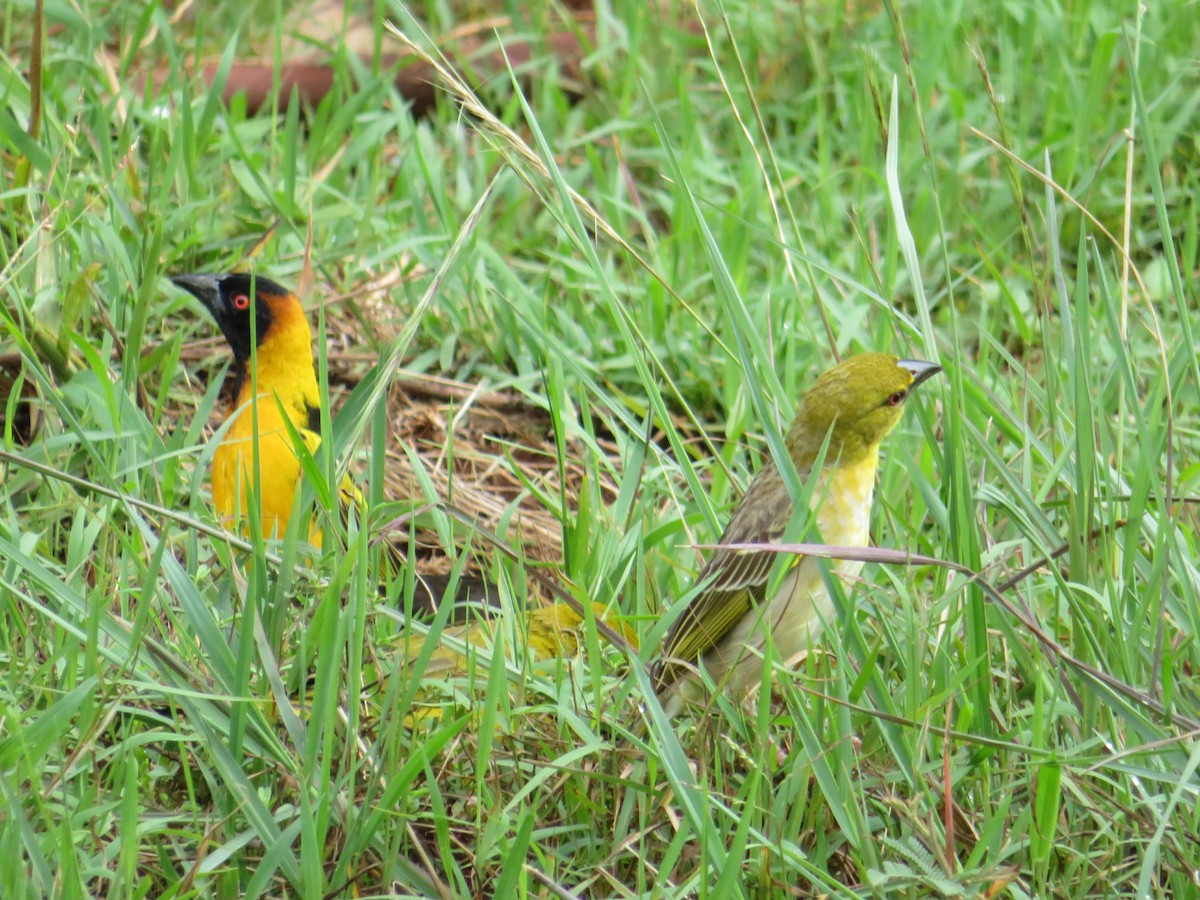 Village Weaver (Black-headed) - ML94358321