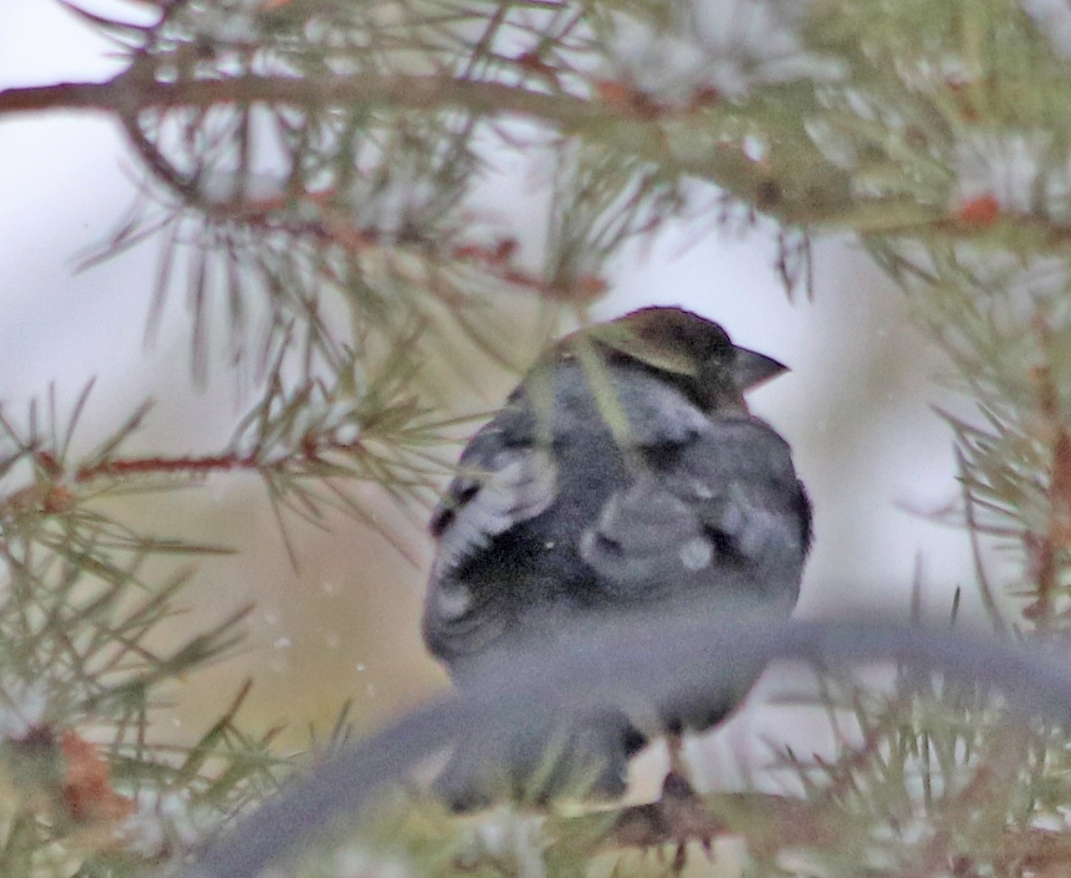 Brown-headed Cowbird - ML94359101