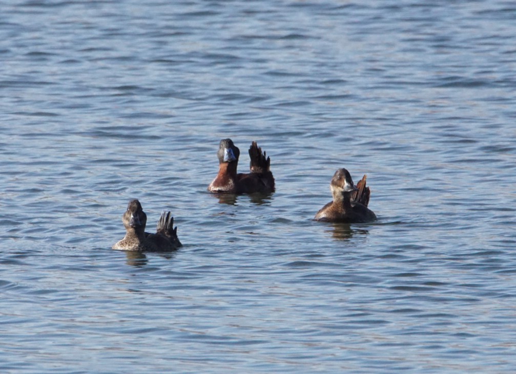 Andean Duck - ML94359211