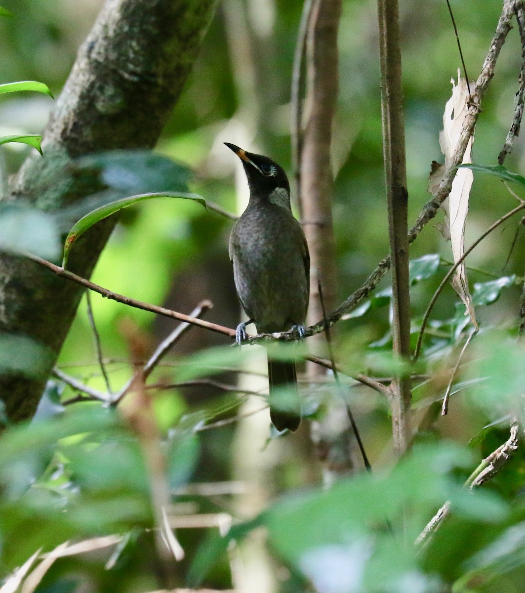 Bridled Honeyeater - ML94359301