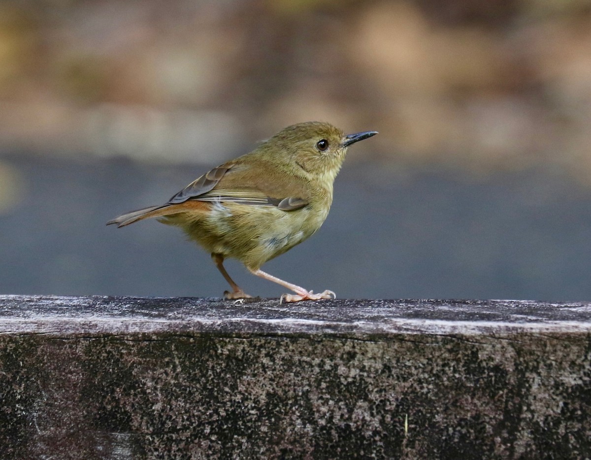 Atherton Scrubwren - ML94359351