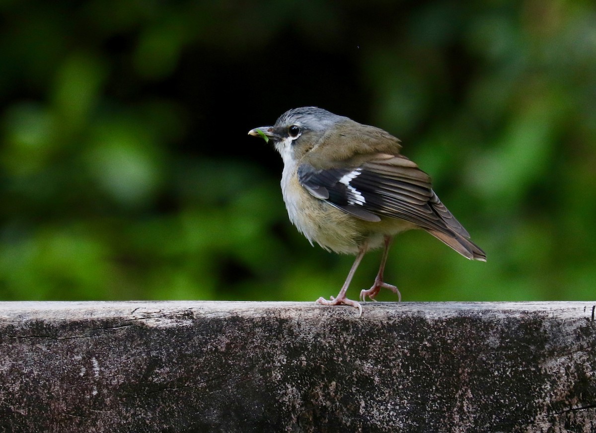 Gray-headed Robin - ML94359581