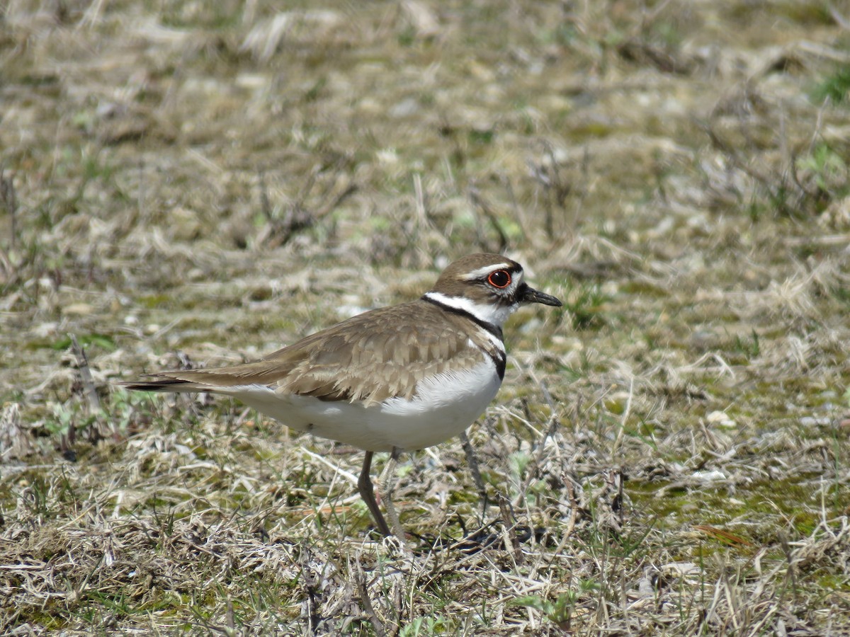 Killdeer - ML94360461