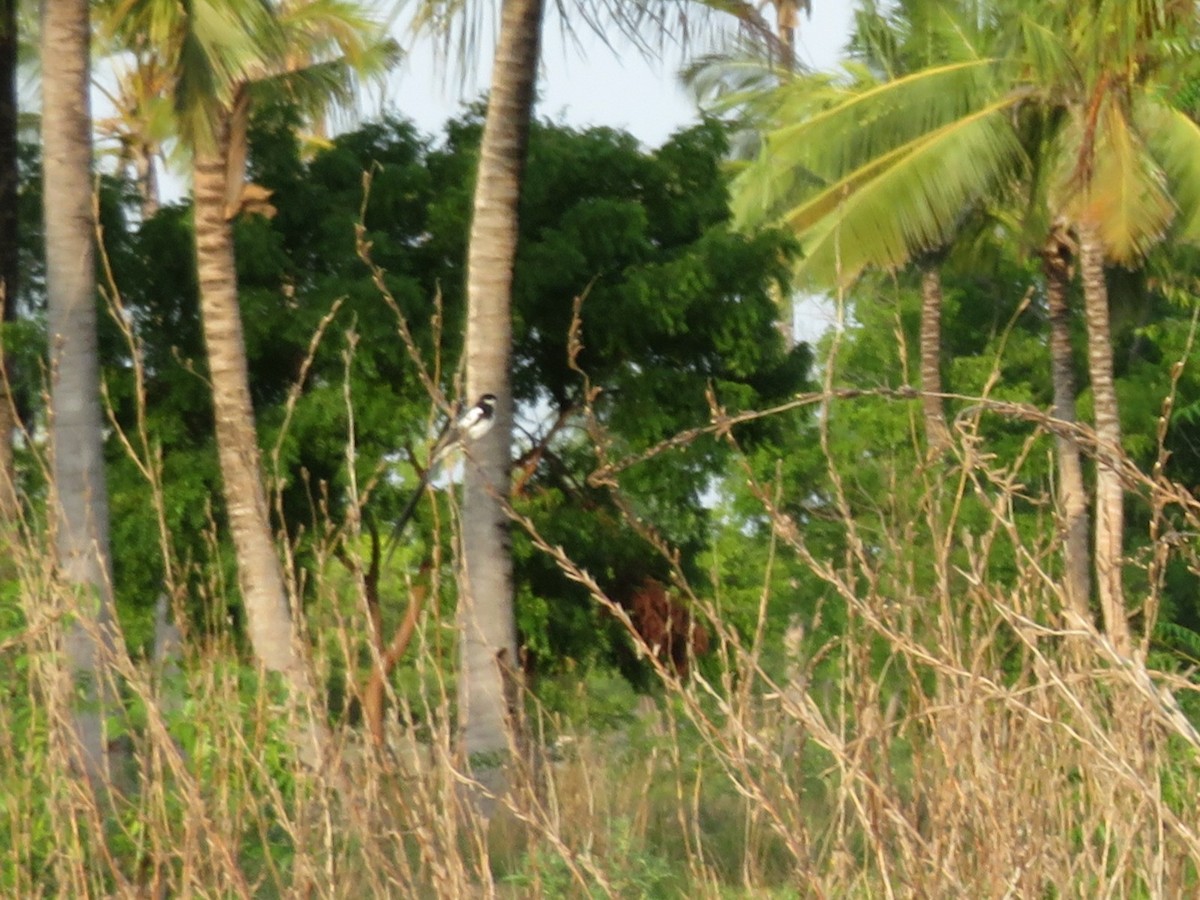 Pin-tailed Whydah - ML94364761