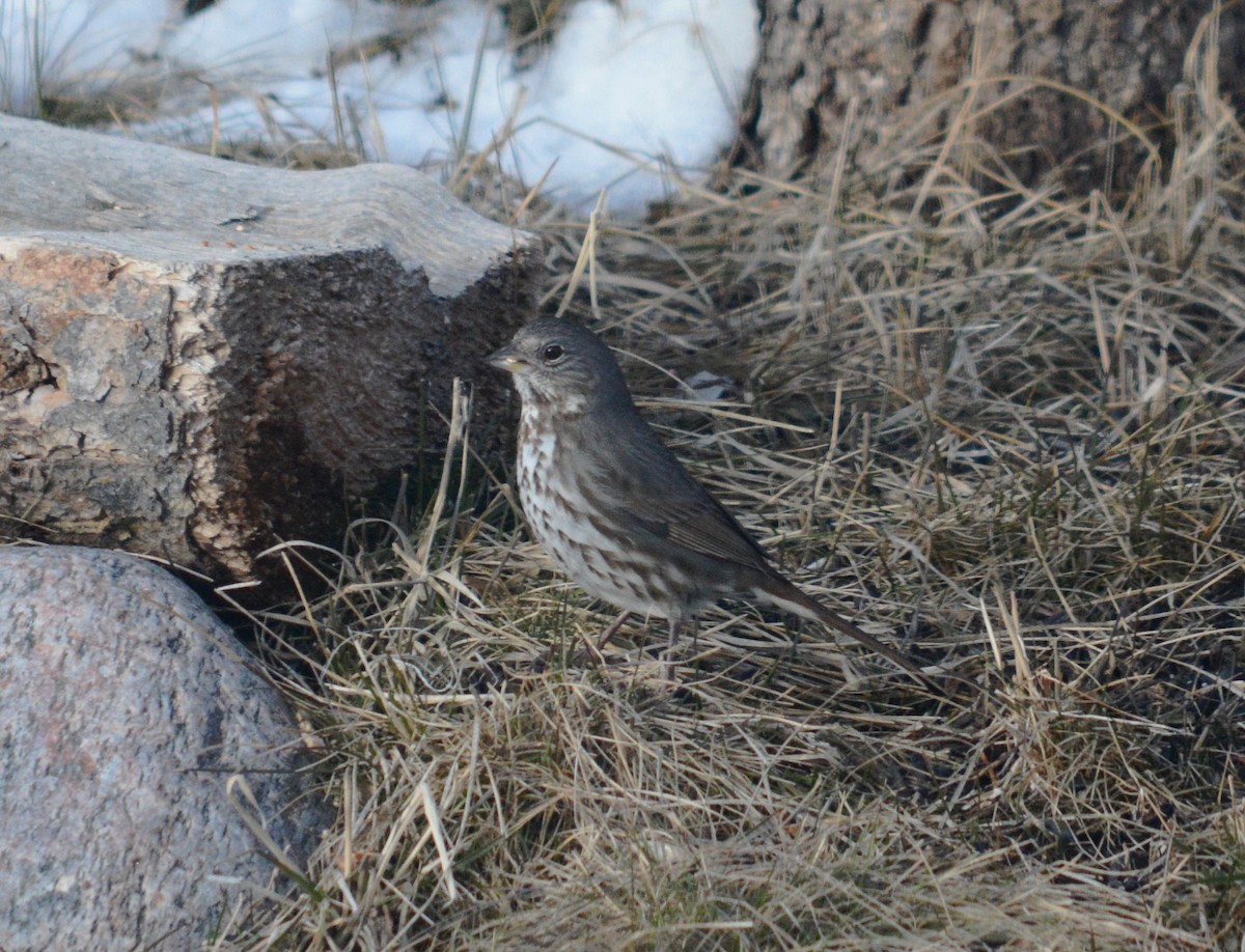 Fox Sparrow - Claire Ruuhela