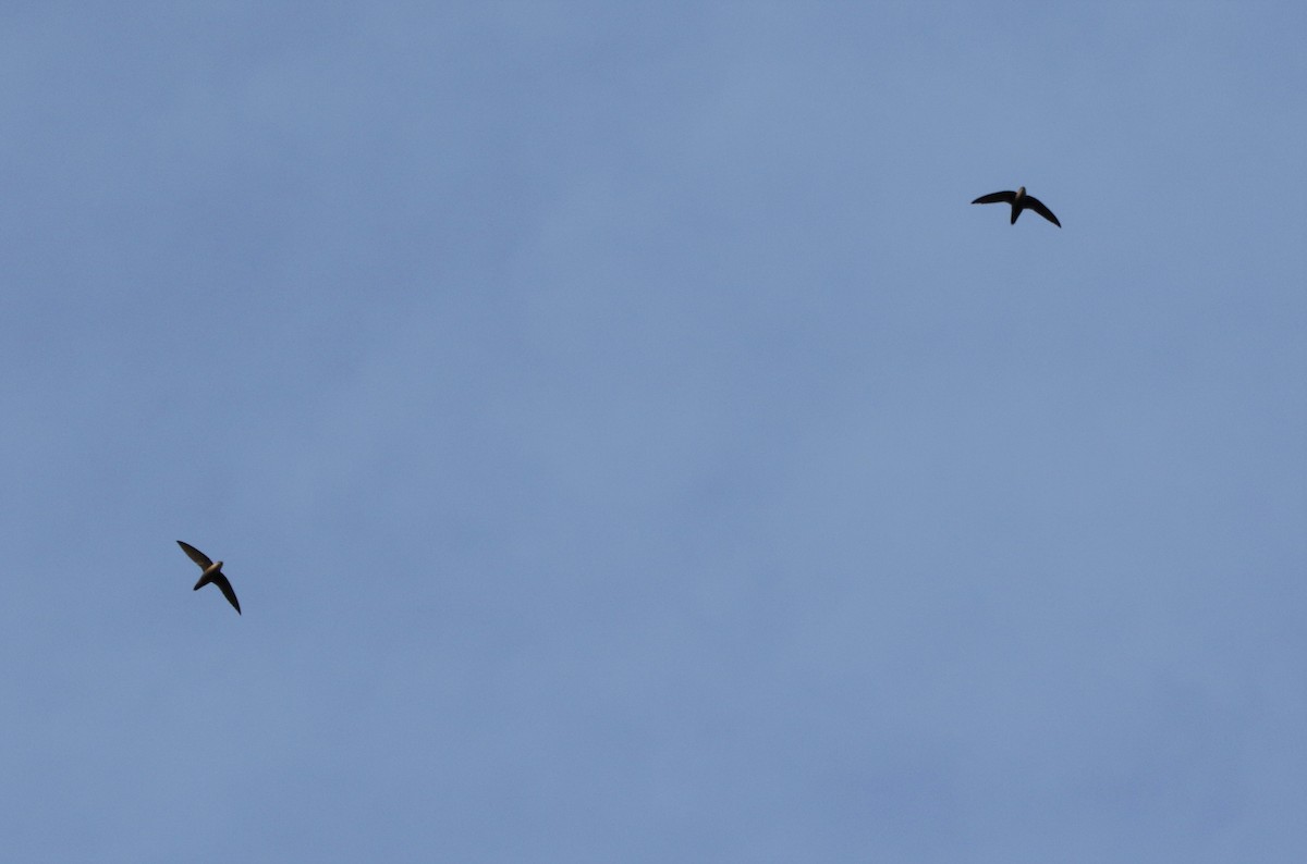 Chimney Swift - ML94368151