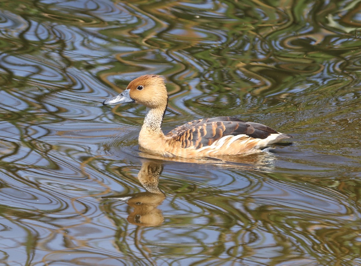 Fulvous Whistling-Duck - Pair of Wing-Nuts