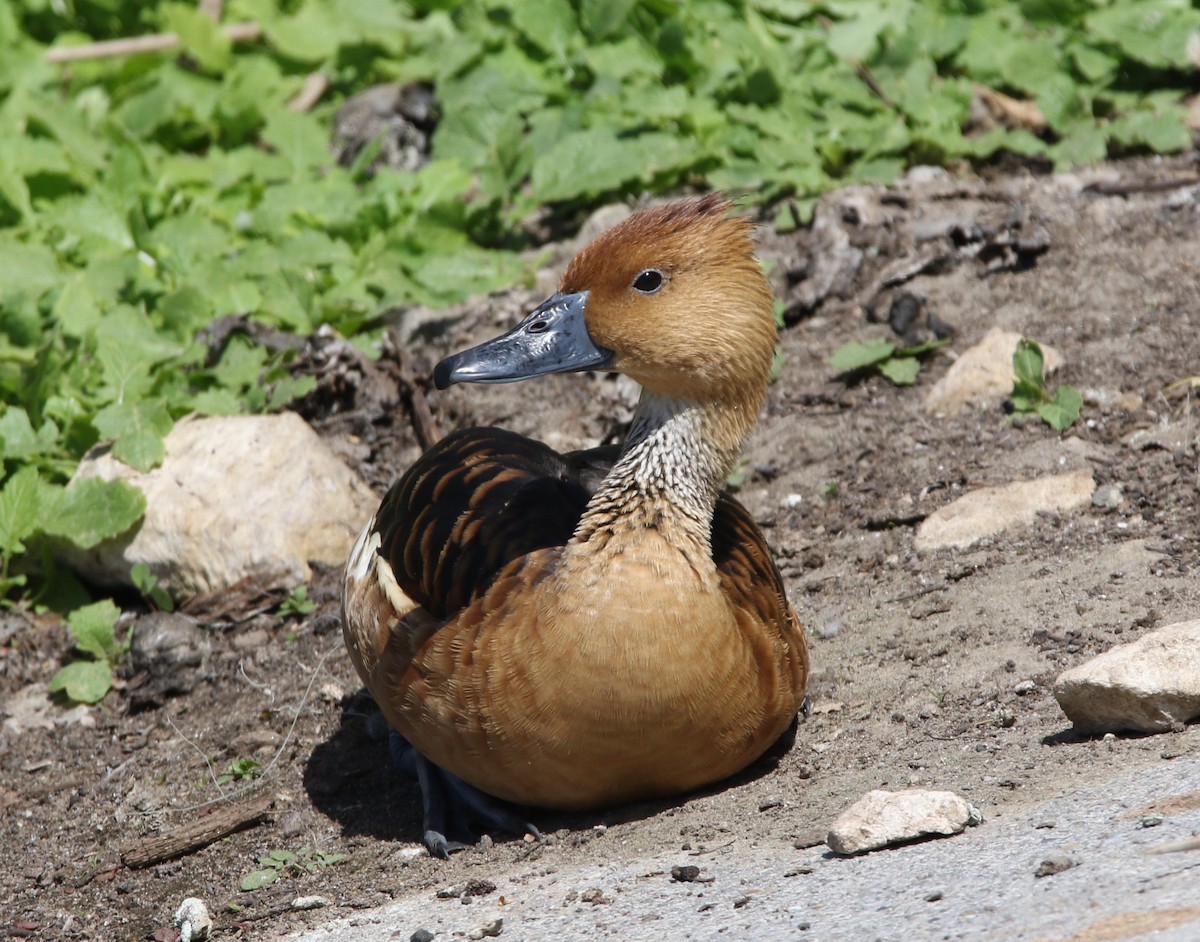 Fulvous Whistling-Duck - Pair of Wing-Nuts