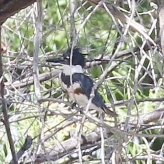 Belted Kingfisher - ML94370221
