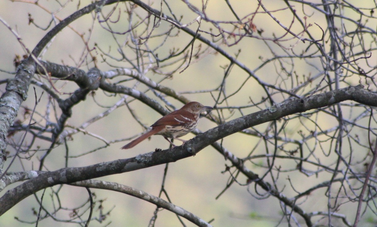 Brown Thrasher - ML94371531