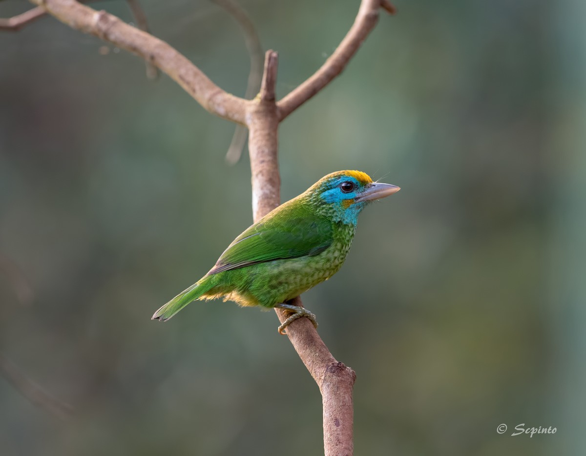 Yellow-fronted Barbet - Shailesh Pinto