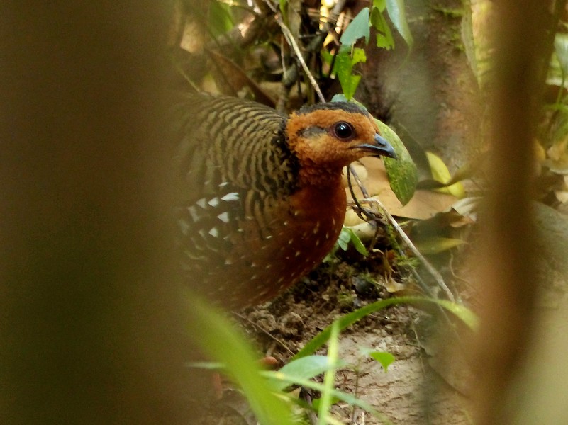 Chestnut-headed Partridge (Chestnut-headed) - ML94373661