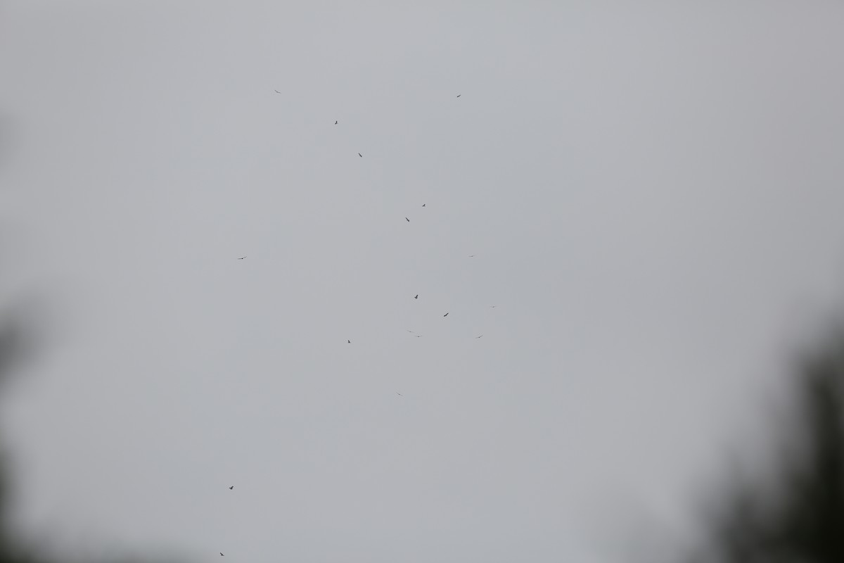 Swainson's Hawk - ML94374071