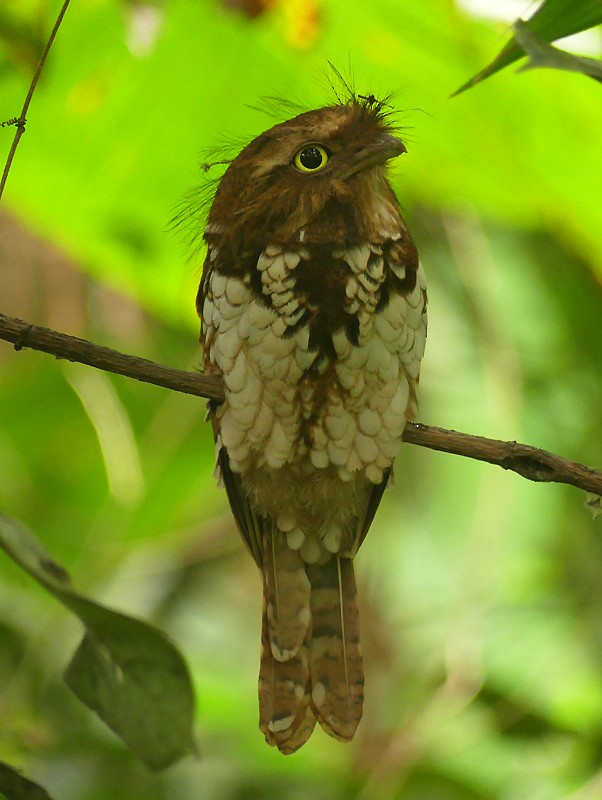 Sumatran Frogmouth - nick upton