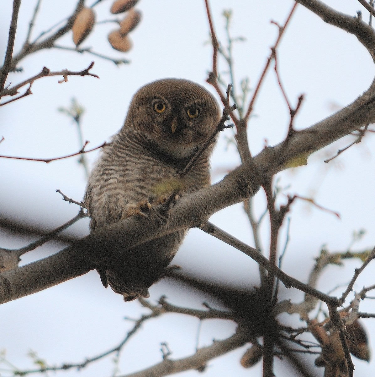 Jungle Owlet - Akshat Dhiraaj