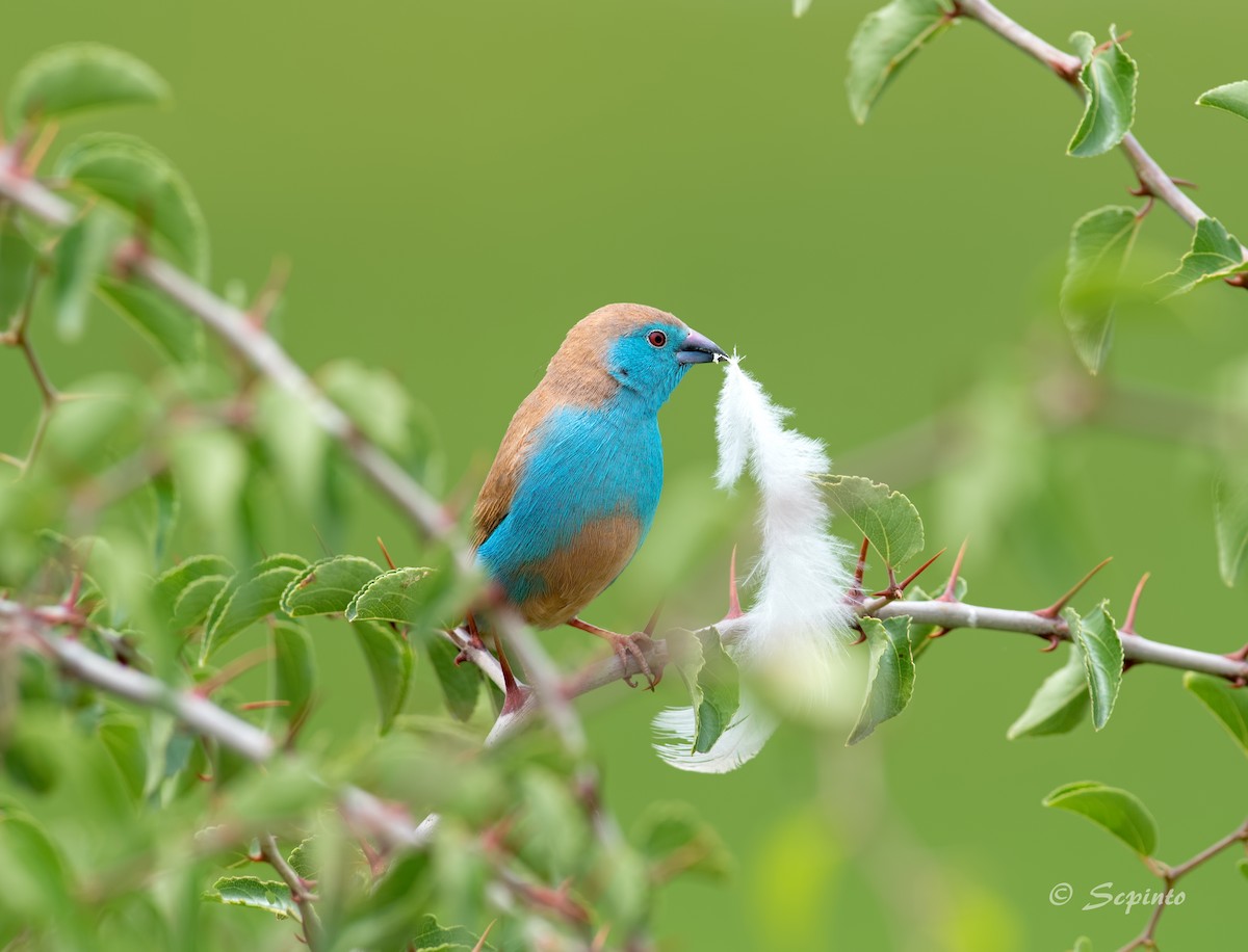 Southern Cordonbleu - ML94376081