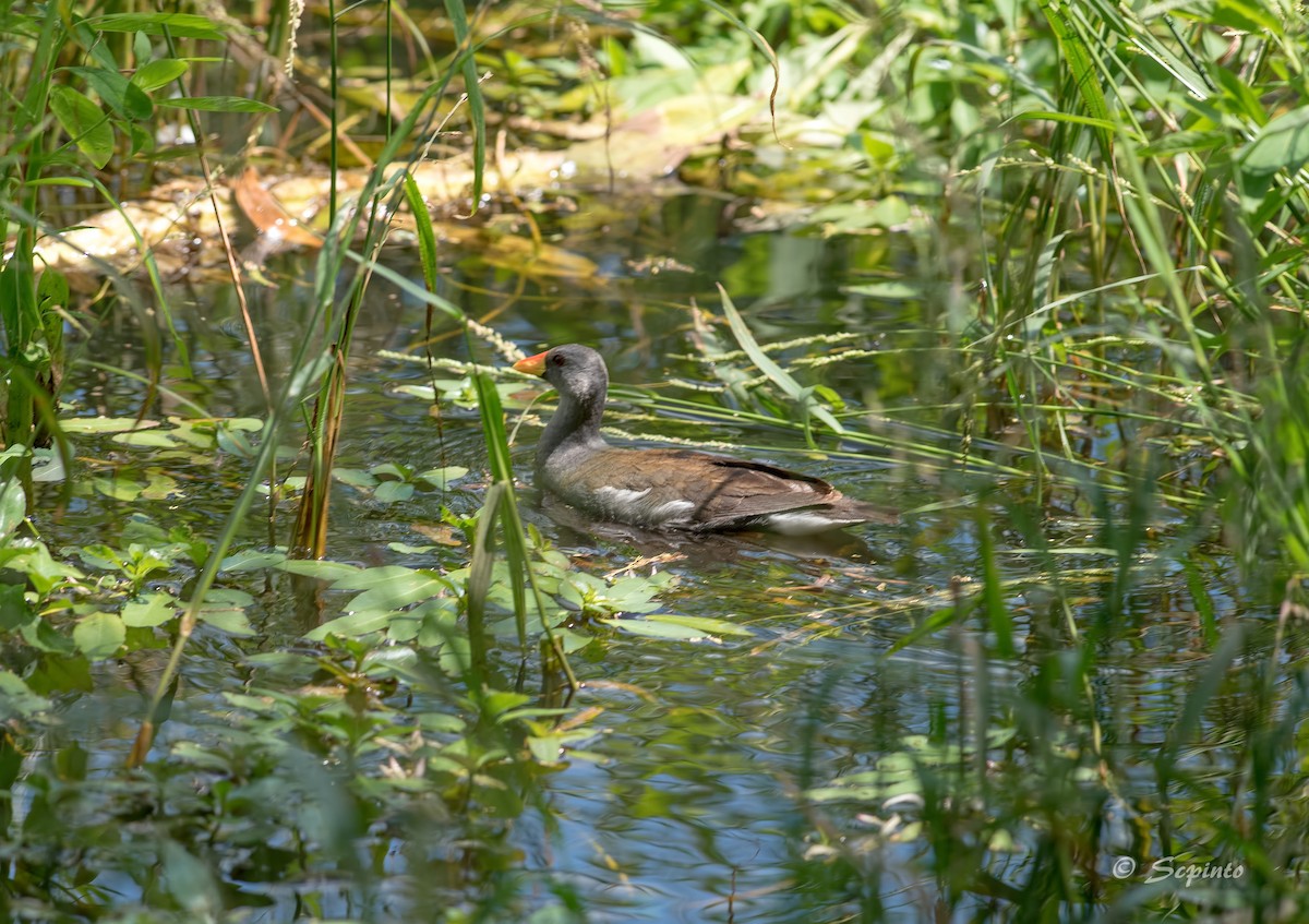 Lesser Moorhen - ML94377781