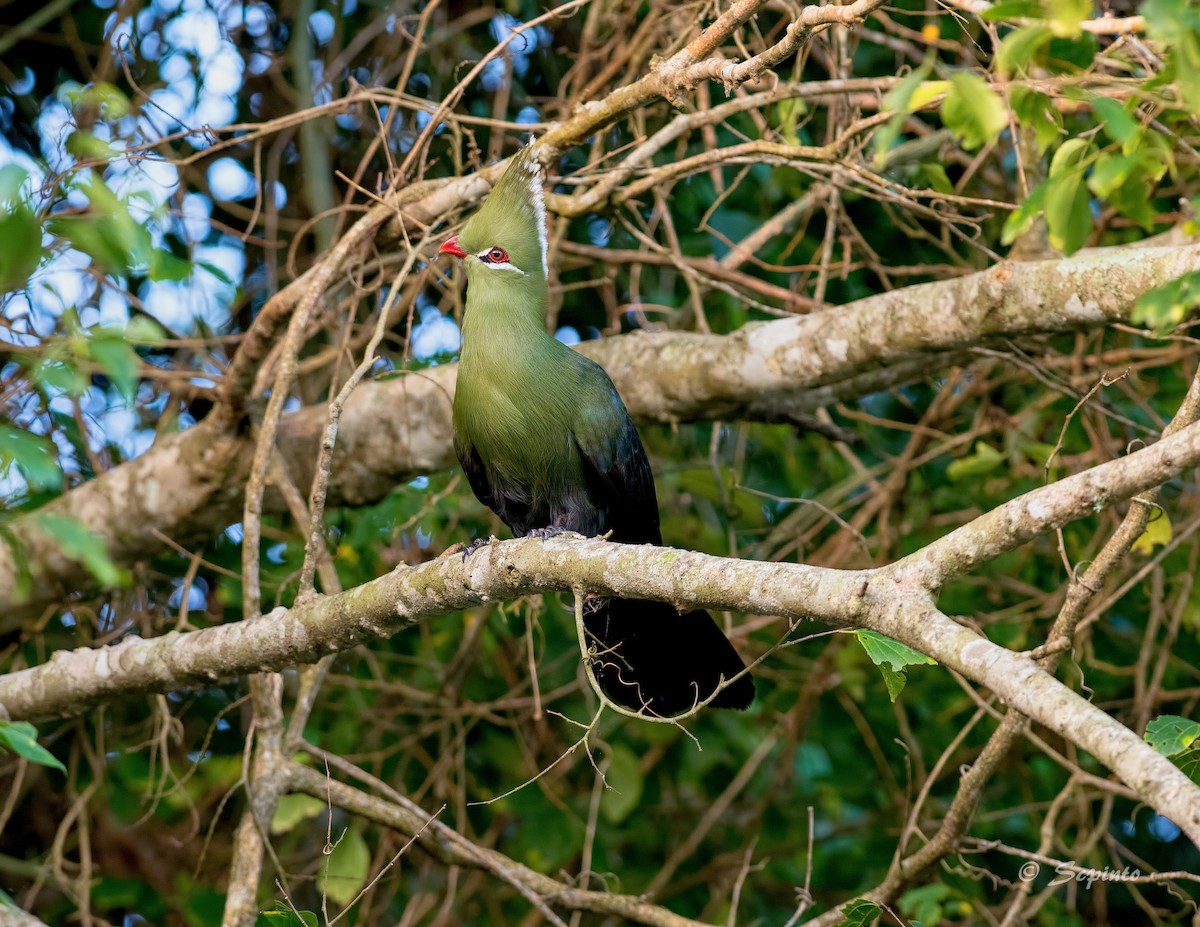 Livingstone's Turaco - Shailesh Pinto