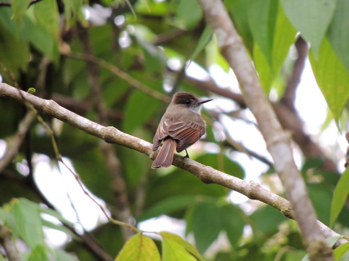 Dusky-capped Flycatcher - ML94378921