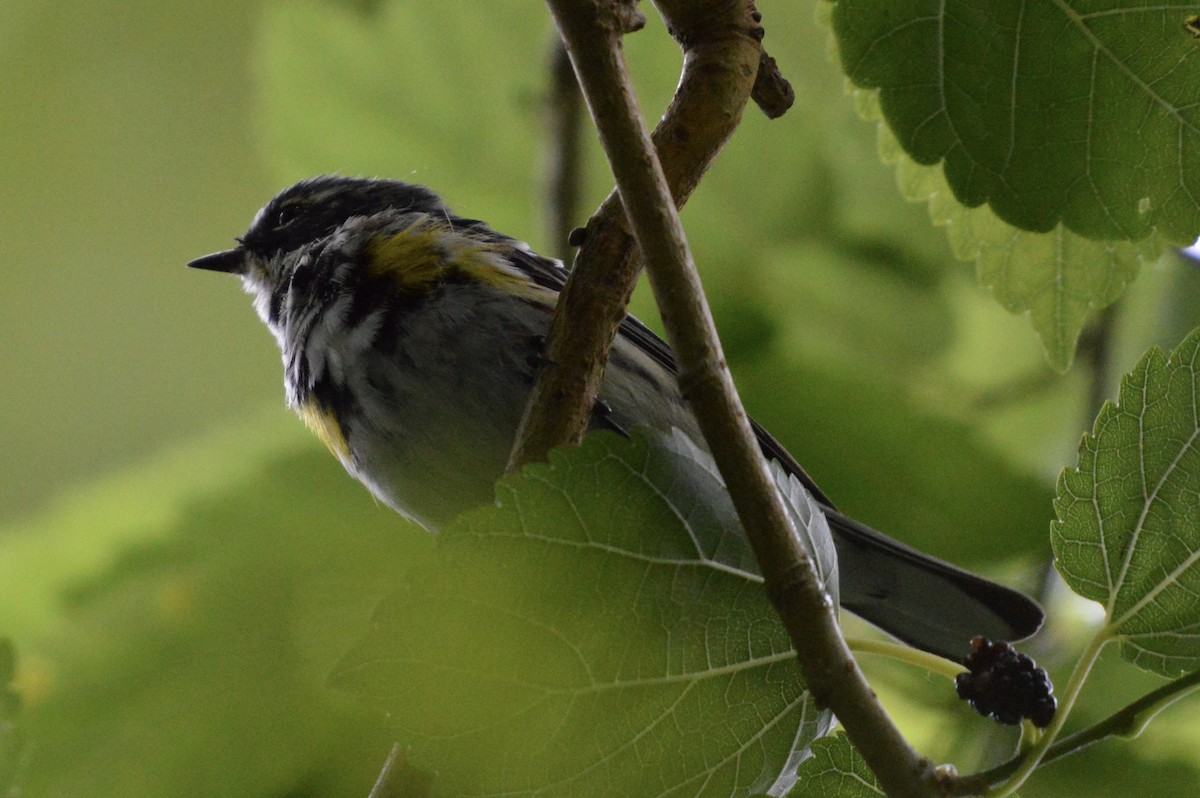 Yellow-rumped Warbler (Myrtle) - Trey Hendrix