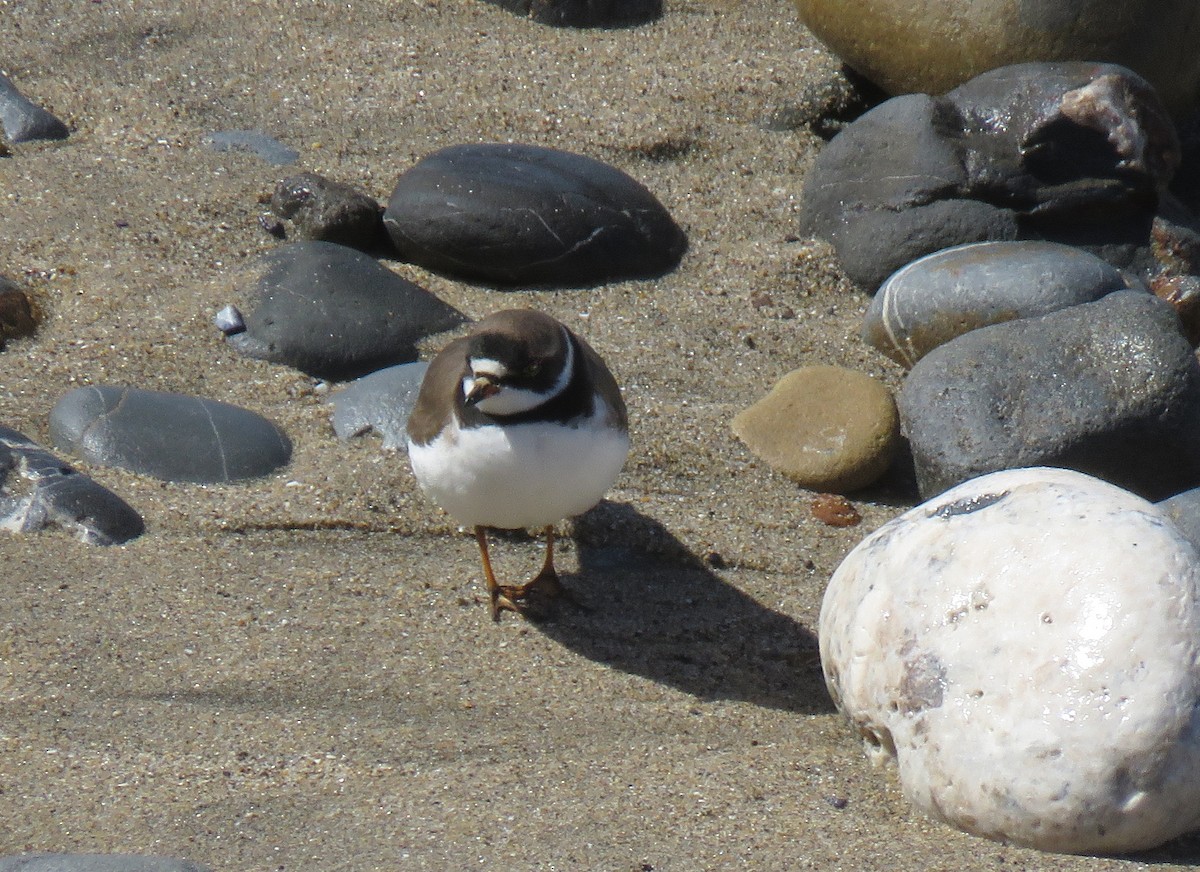 Semipalmated Plover - ML94382571