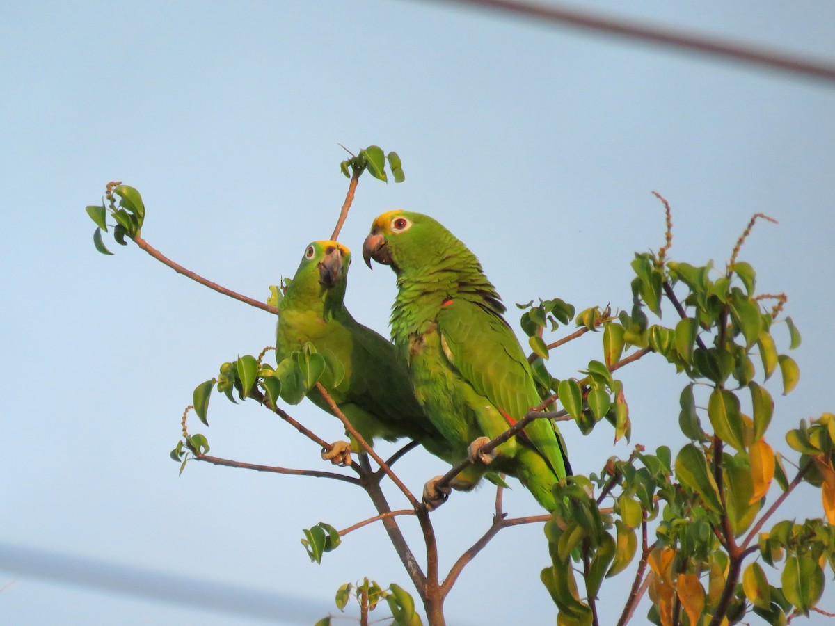 Yellow-crowned Amazon - ML94383681