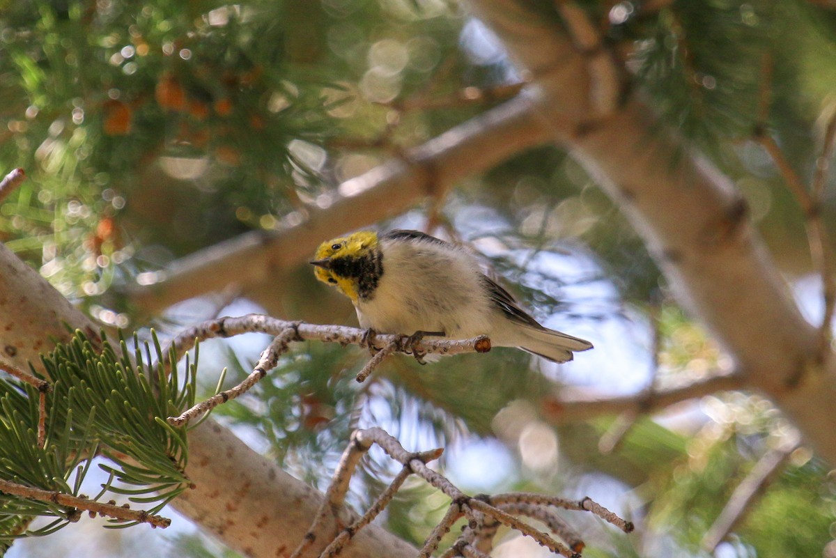 Hermit Warbler - ML94386071
