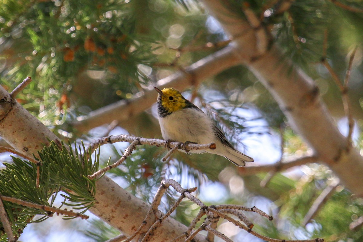 Hermit Warbler - ML94386411