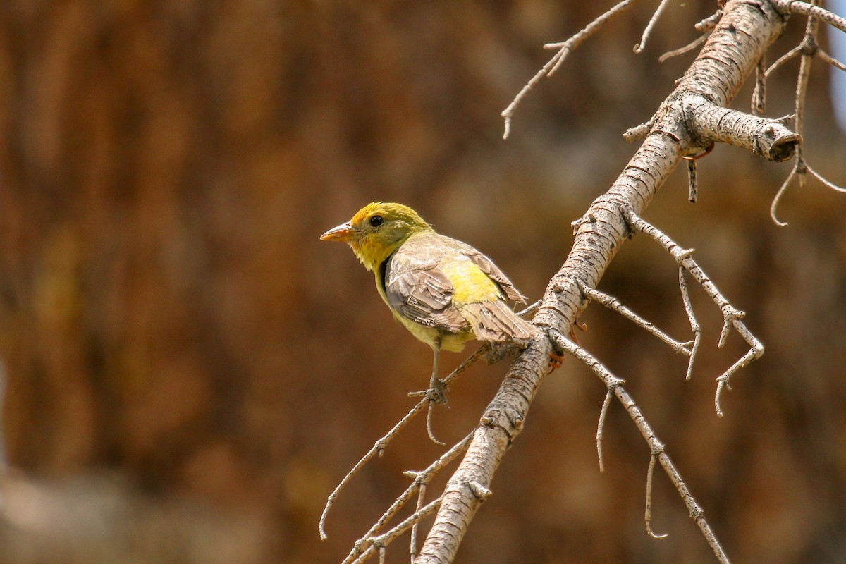Western Tanager - ML94387051