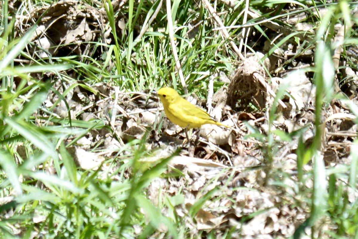 Yellow Warbler - Tim DeJonghe