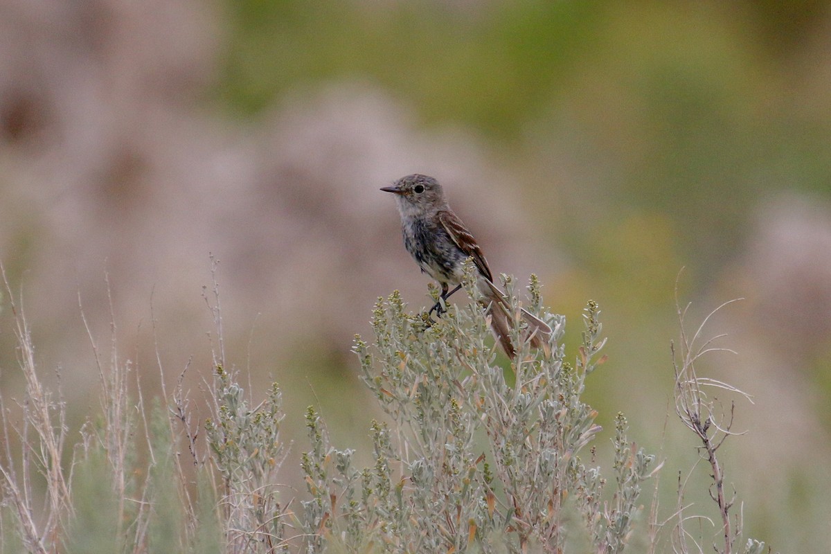 Gray Flycatcher - Tommy Pedersen