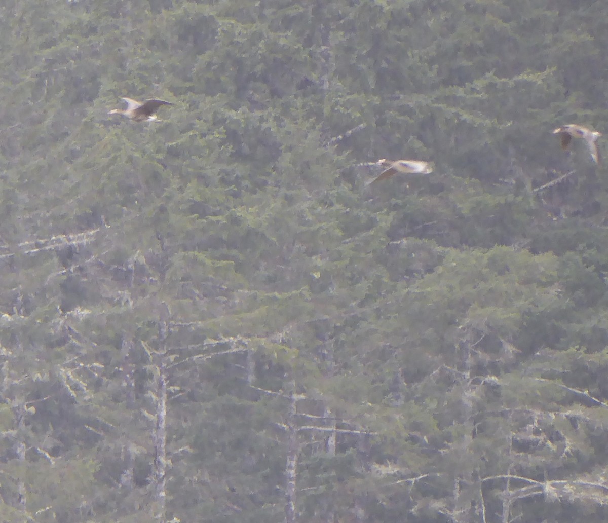 Greater White-fronted Goose - T A