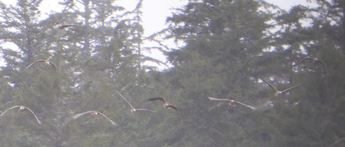 Greater White-fronted Goose - T A