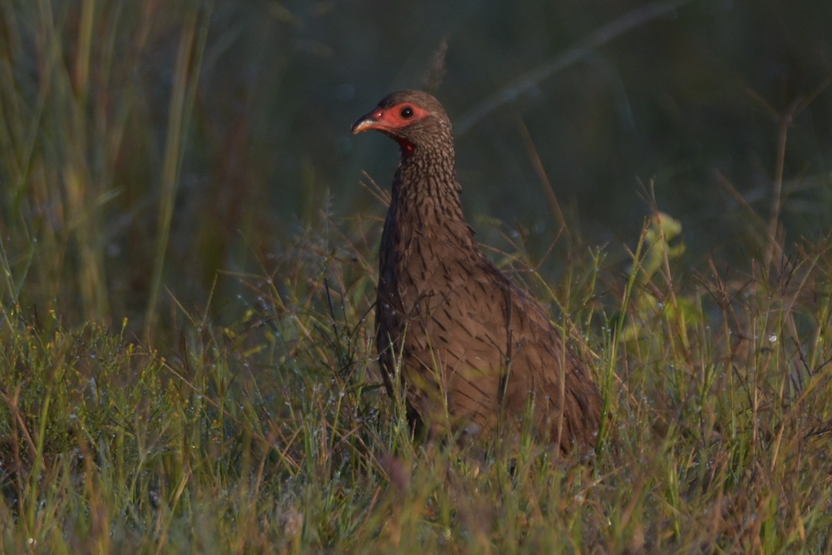 Swainson's Spurfowl - ML94391921