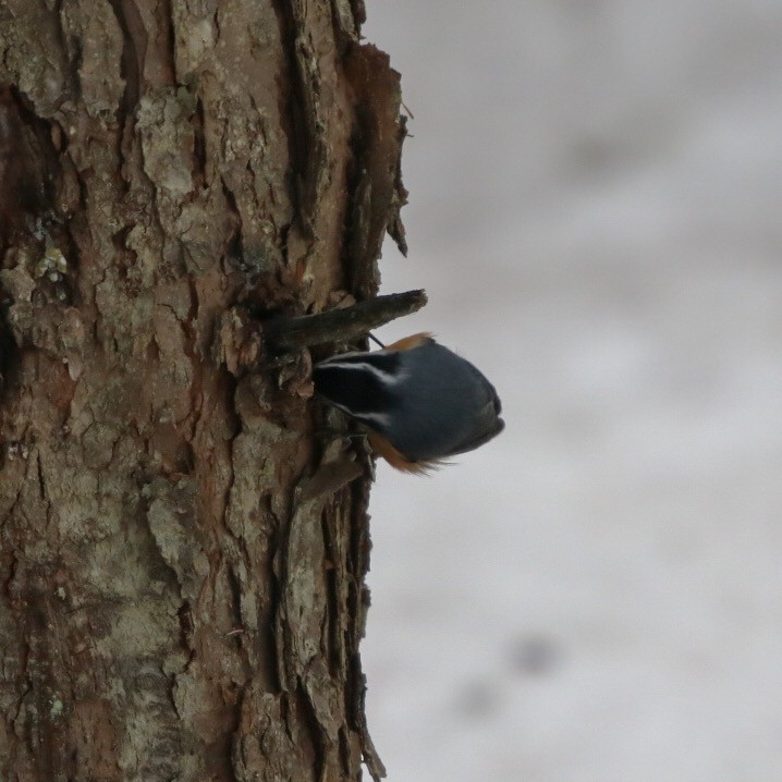 Red-breasted Nuthatch - ML94393681