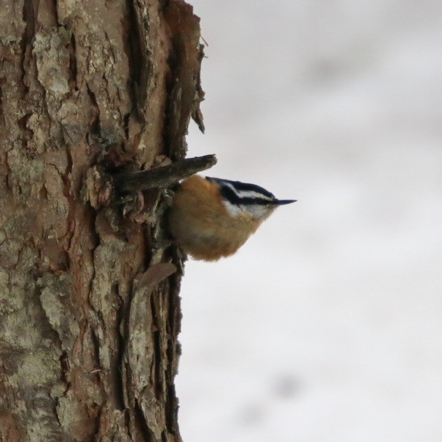 Red-breasted Nuthatch - ML94393691