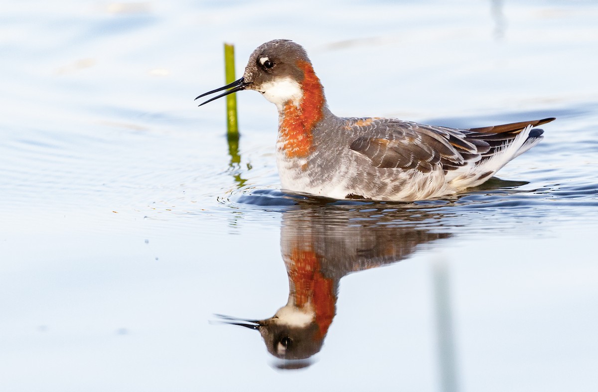 svømmesnipe - ML94395031