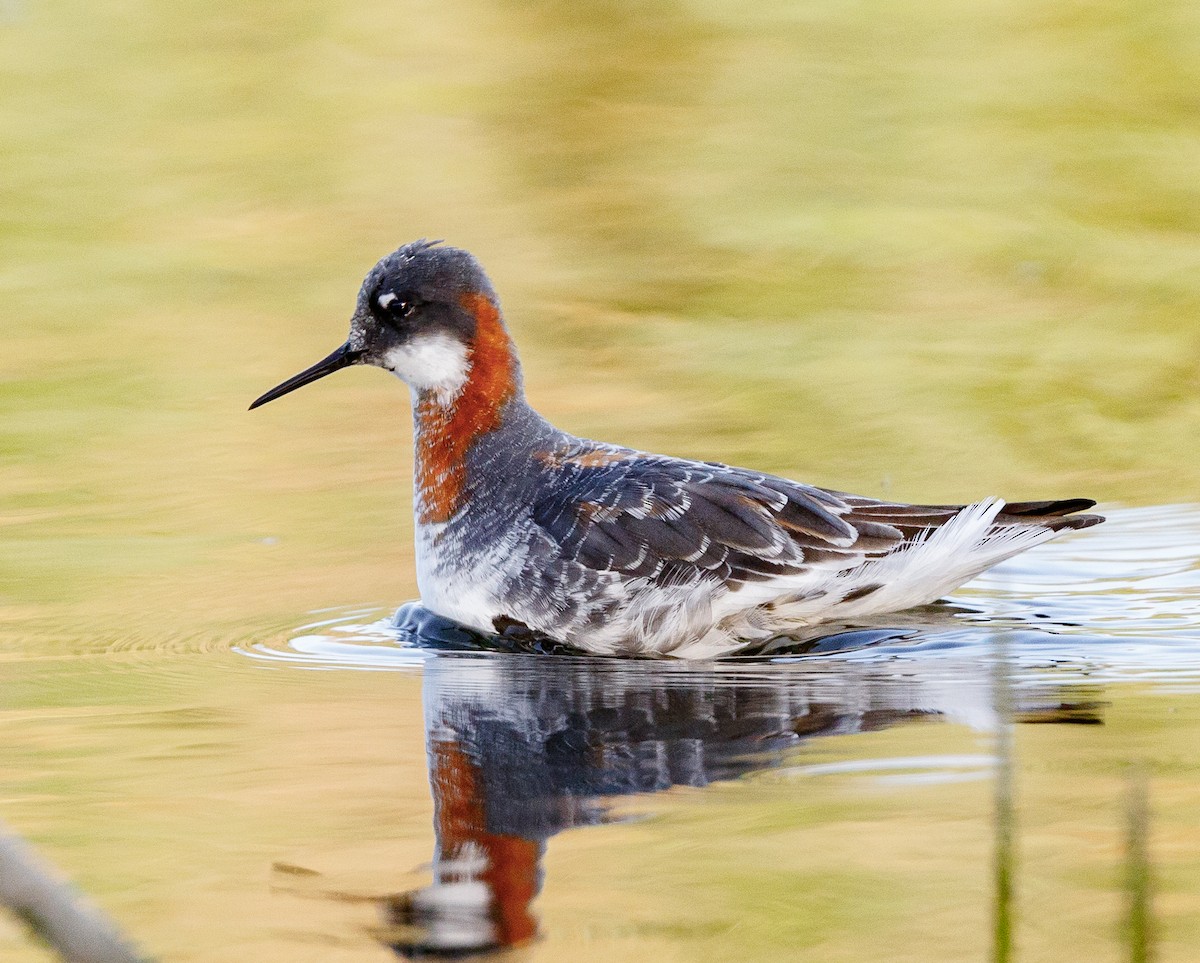 Phalarope à bec étroit - ML94395041