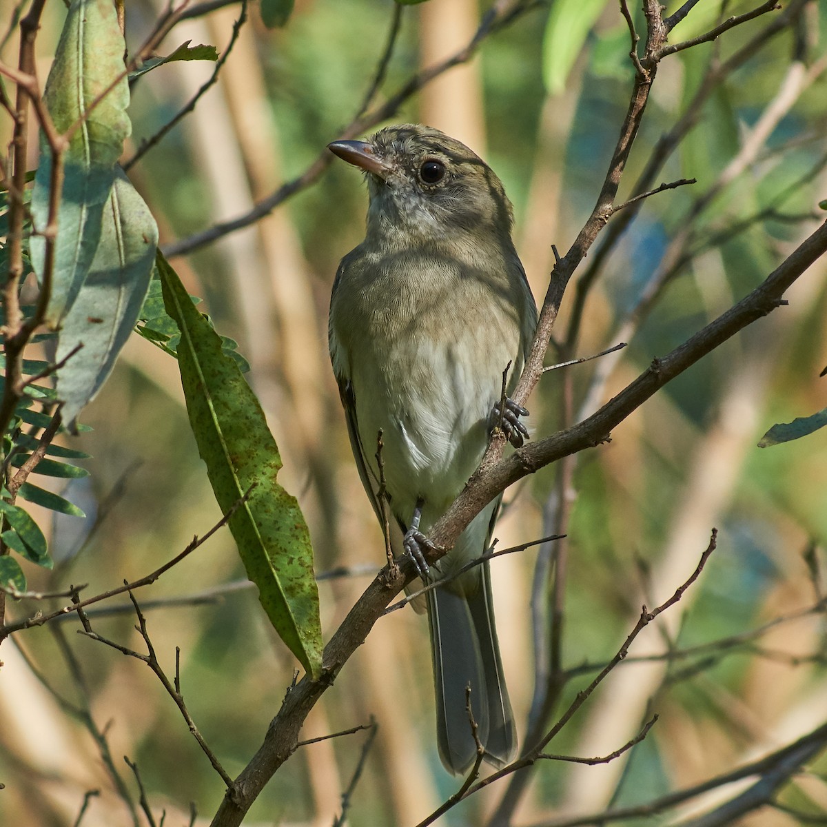 Golden Whistler - ML94395271