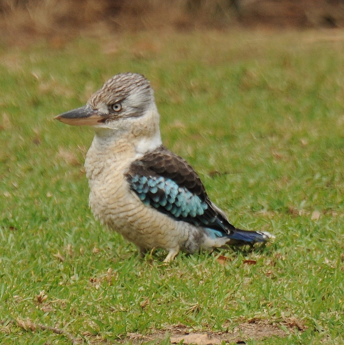 Blue-winged Kookaburra - ML94395431
