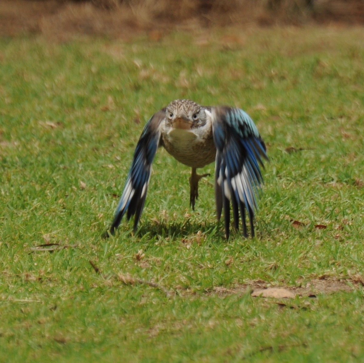 Blue-winged Kookaburra - ML94395511