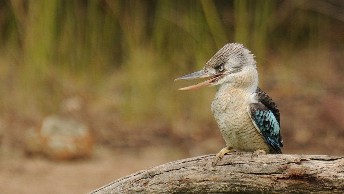 Blue-winged Kookaburra - ML94395571