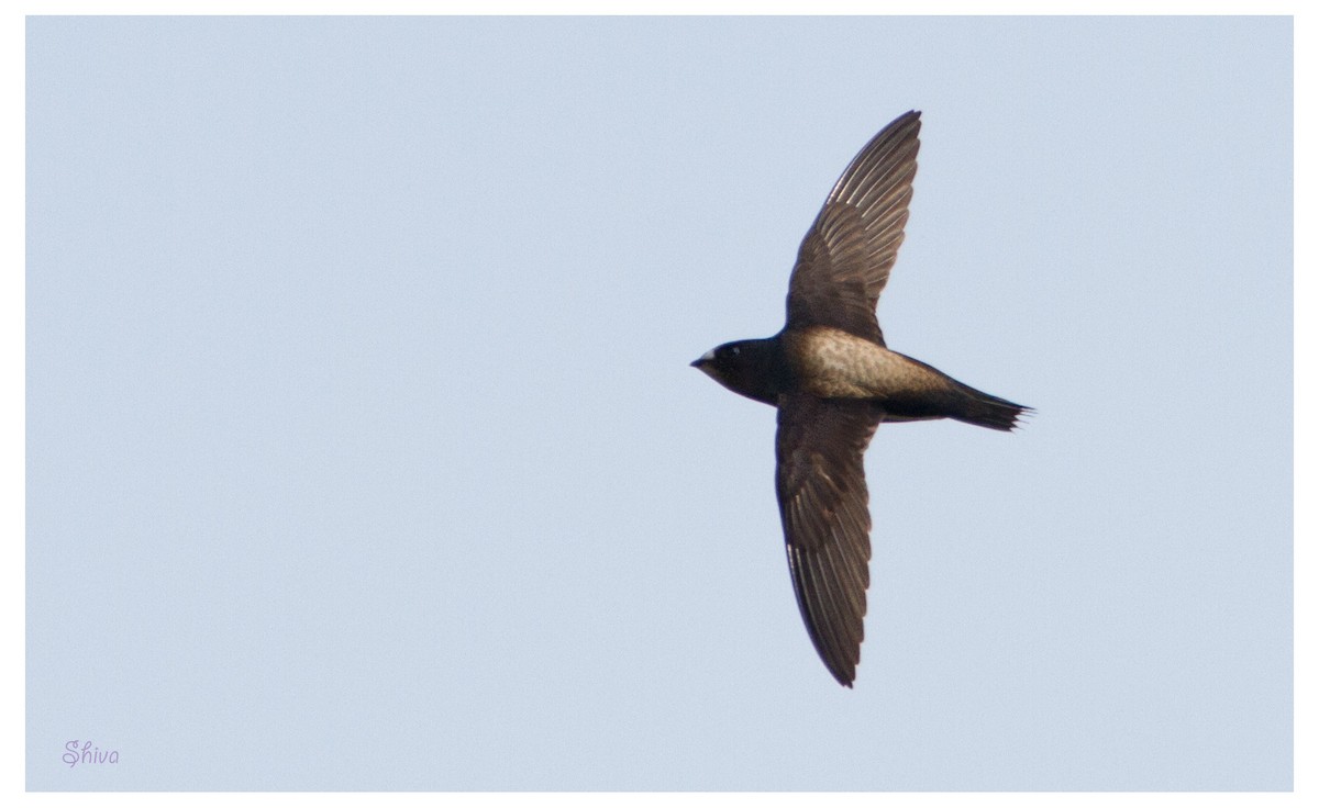 Brown-backed Needletail - Shivashankar Manjunatha