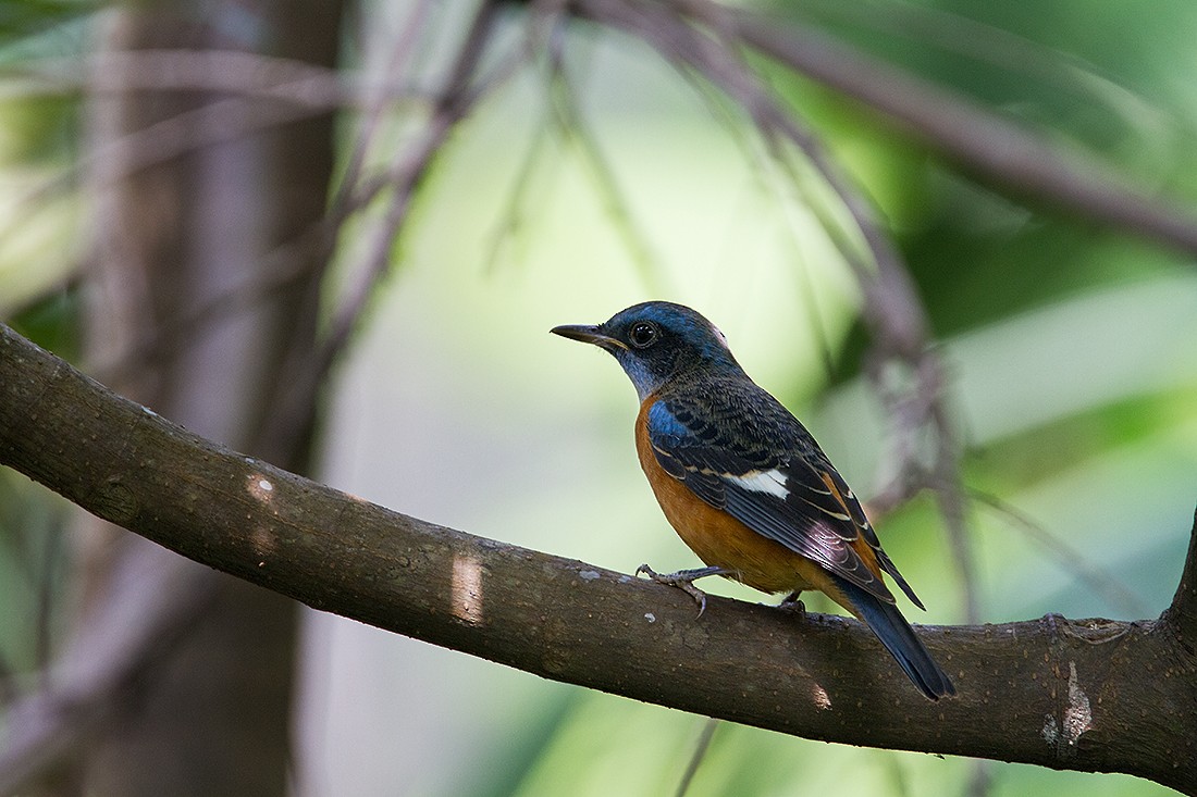 Blue-capped Rock-Thrush - ML94395801