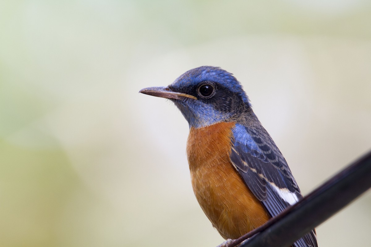 Blue-capped Rock-Thrush - ML94395811