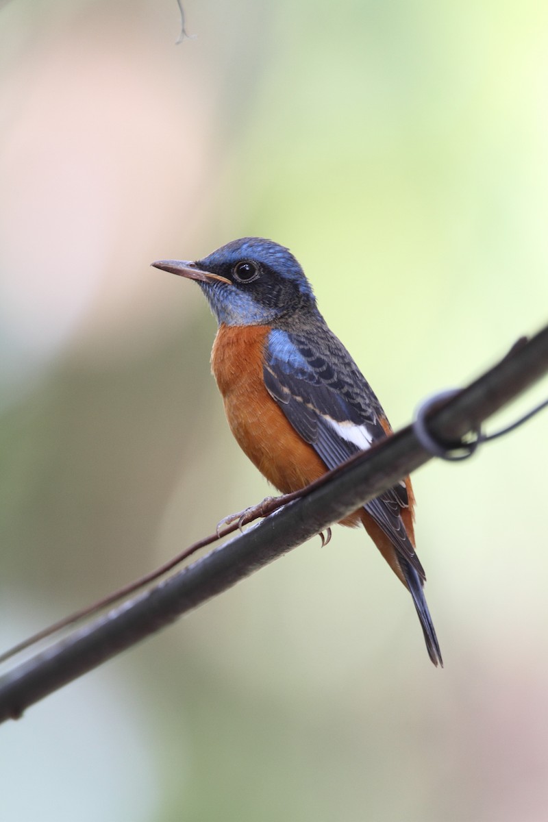 Blue-capped Rock-Thrush - ML94395821