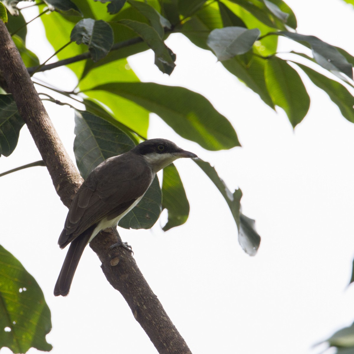 Malabar Woodshrike - ML94395841