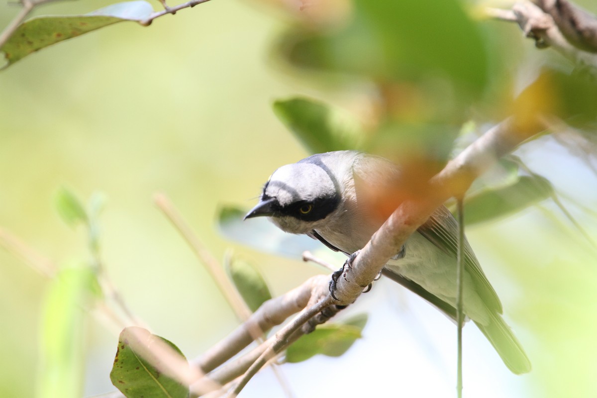 Malabar Woodshrike - ML94395851