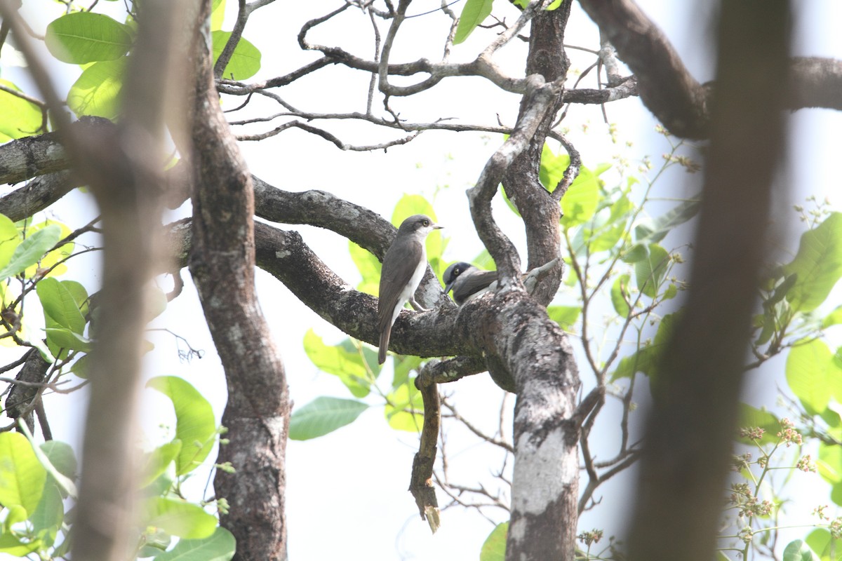 Malabar Woodshrike - ML94395871