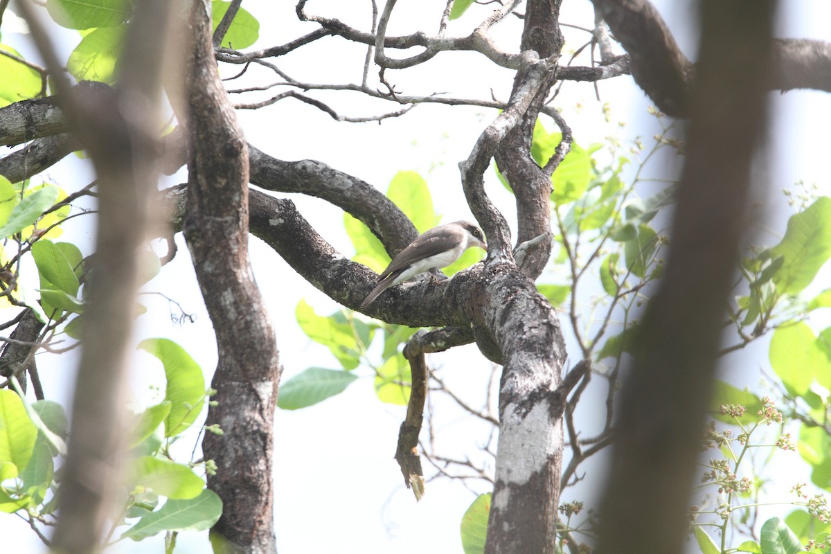 Malabar Woodshrike - ML94395881